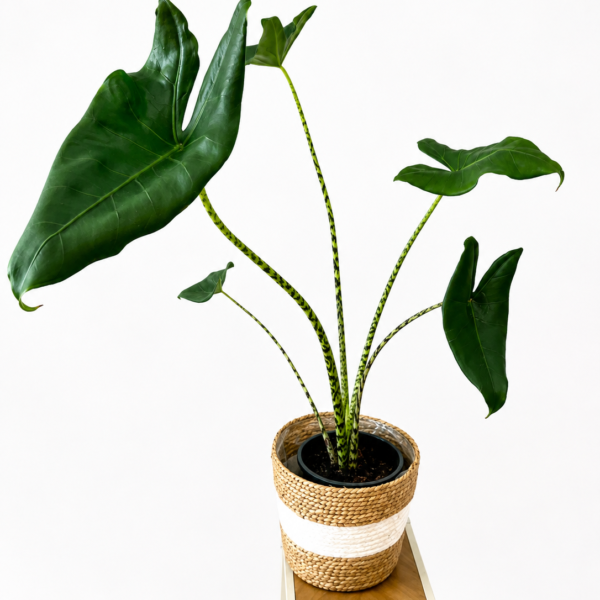 Alocasia Zebrina | La planta más exótica y original en Vida Floristería Torrevieja
