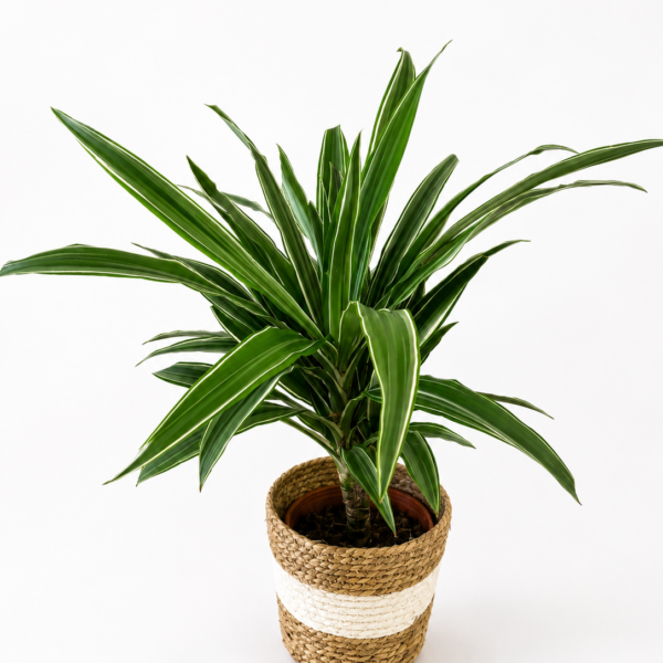 Dracaena Fragans White | Una planta que aporta un toque natural y con estilo en floristería Vida Torrevieja