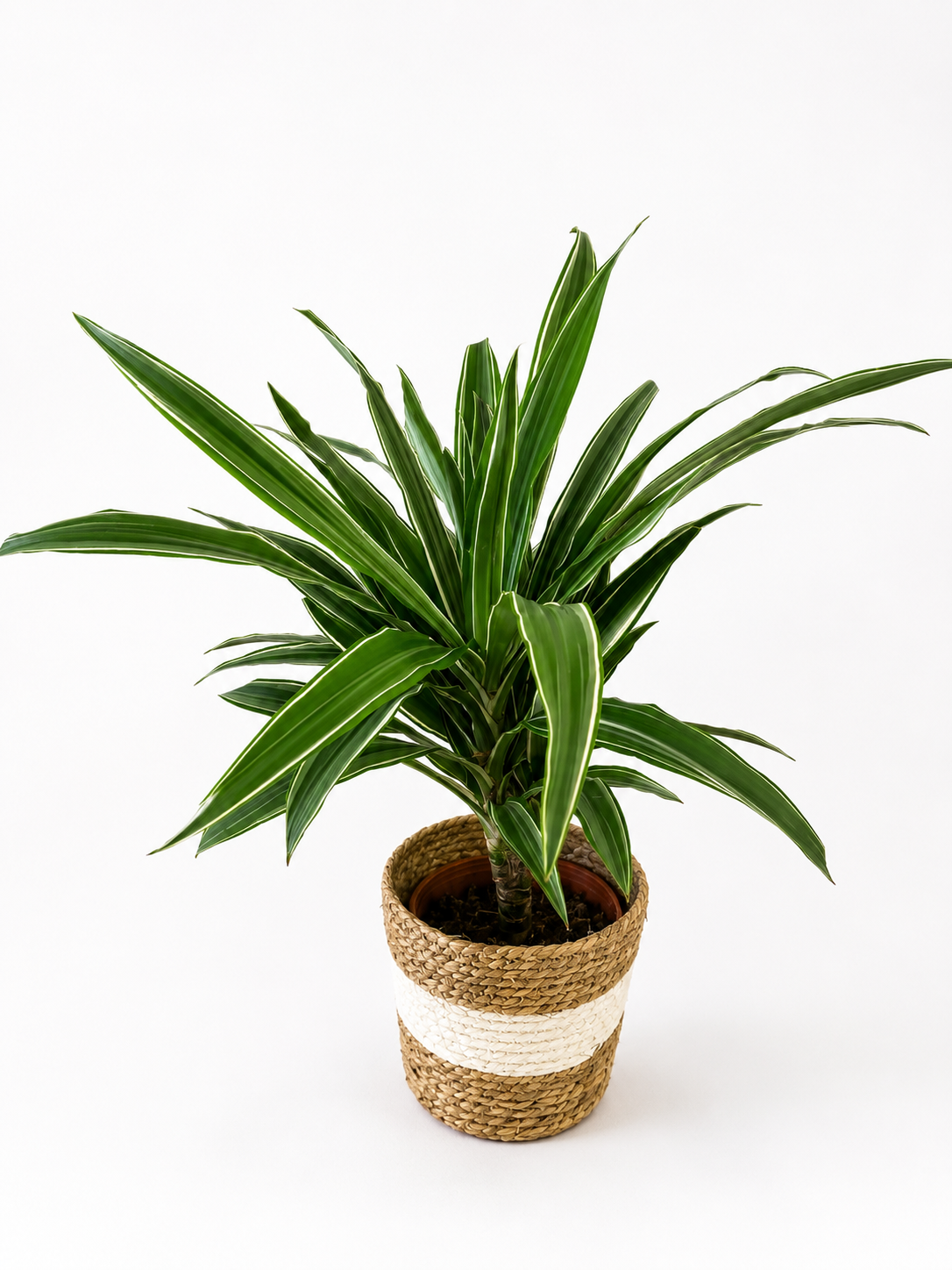 Dracaena Fragans White | Una planta que aporta un toque natural y con estilo en floristería Vida Torrevieja