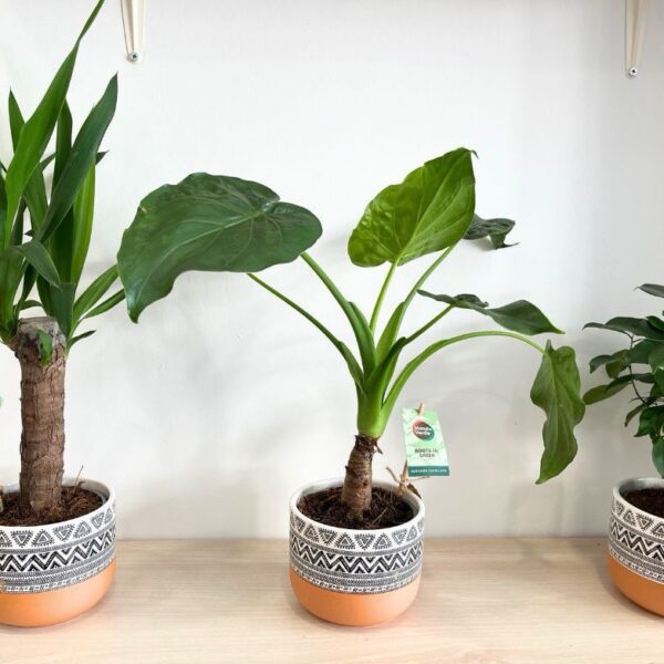 Colección Amazonas | Plantas Exóticas y Tropicales en Torrevieja