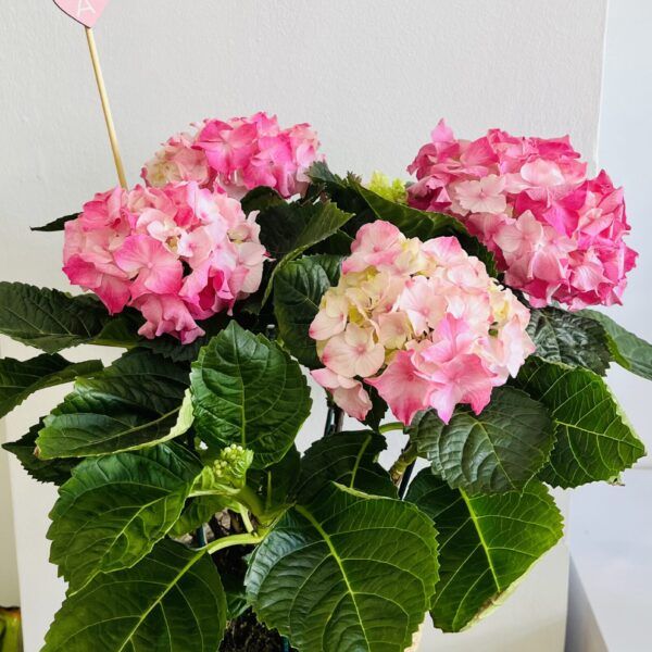 Hortensia Día de La Madre | Vida floristería Torrevieja