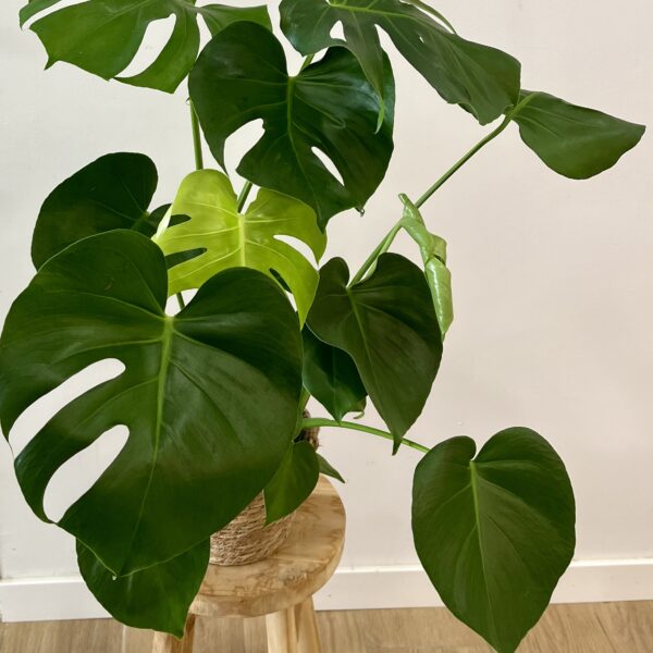PLANTA DE MONSTERA DELICIOSA| Elegancia tropical para tu hogar en Torrevieja
