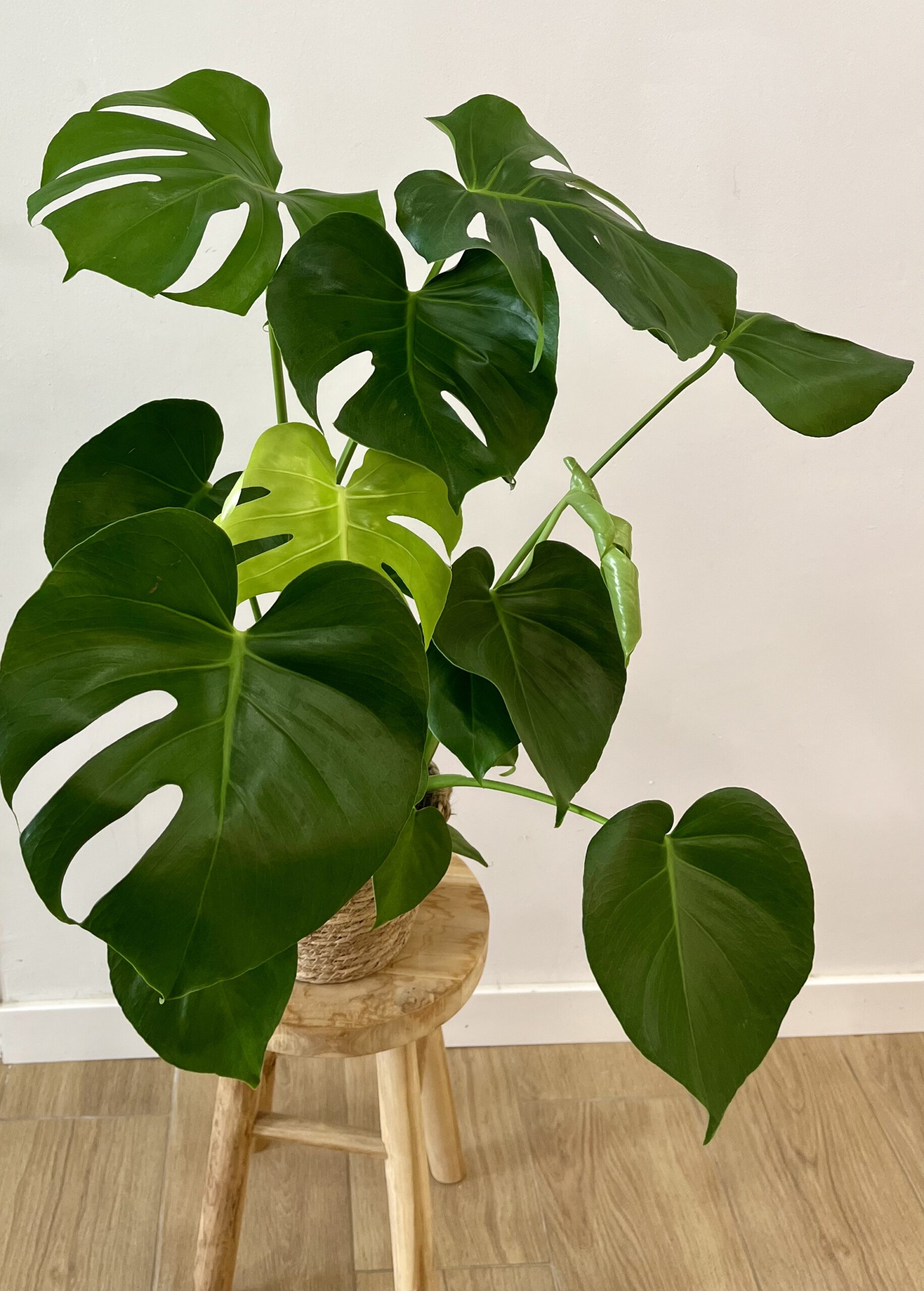 PLANTA DE MONSTERA DELICIOSA| Elegancia tropical para tu hogar en Torrevieja