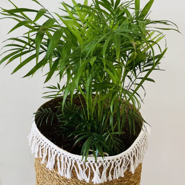 CHAMAEDOREA ELEGANS: ELEGANCIA NATURAL | Vida Floristería Torrevieja
