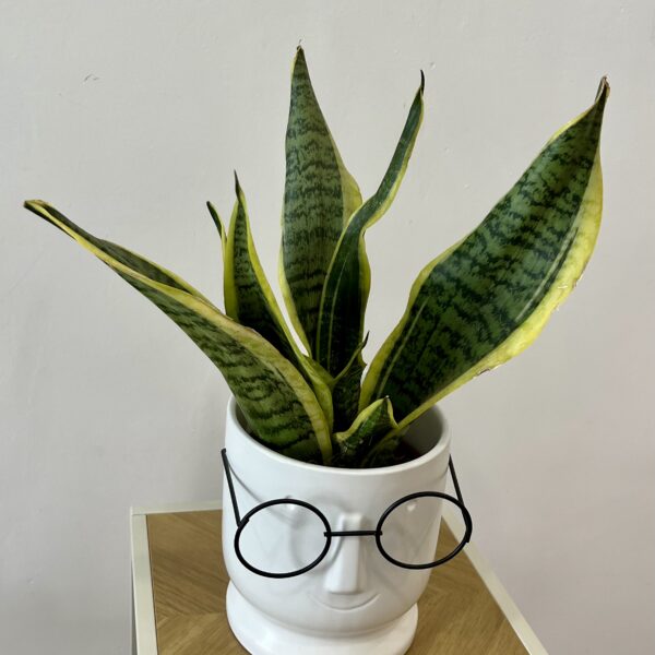 PLANTA DE LENGUA DE SUEGRA 25cm | Elegancia y durabilidad para tu hogar en Torrevieja