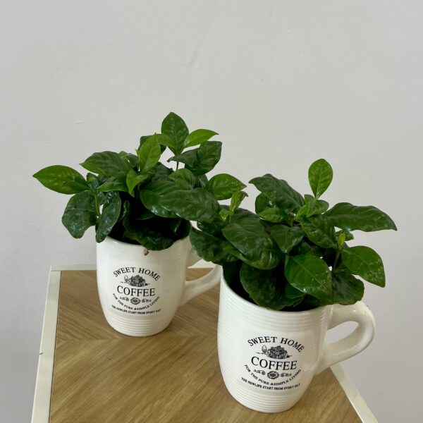PLANTA DEL CAFE | Una planta original y exotica que adorna cualquier lugar en Torrevieja