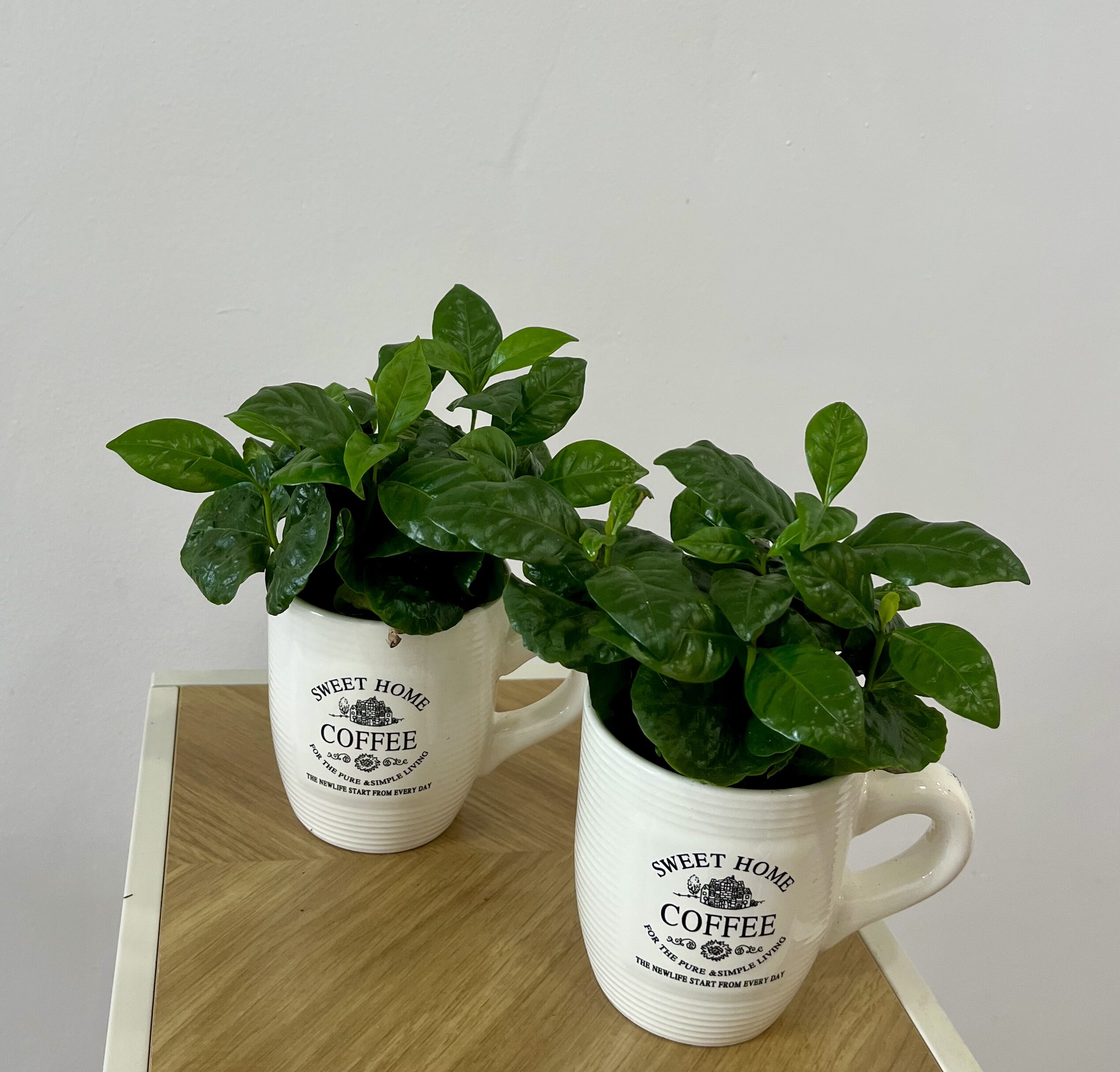 PLANTA DEL CAFE | Una planta original y exotica que adorna cualquier lugar en Torrevieja