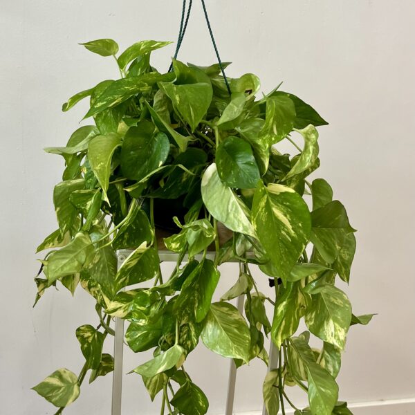 PLANTA DE POTO | Verde que da vida a cualquier espacio en Torrevieja