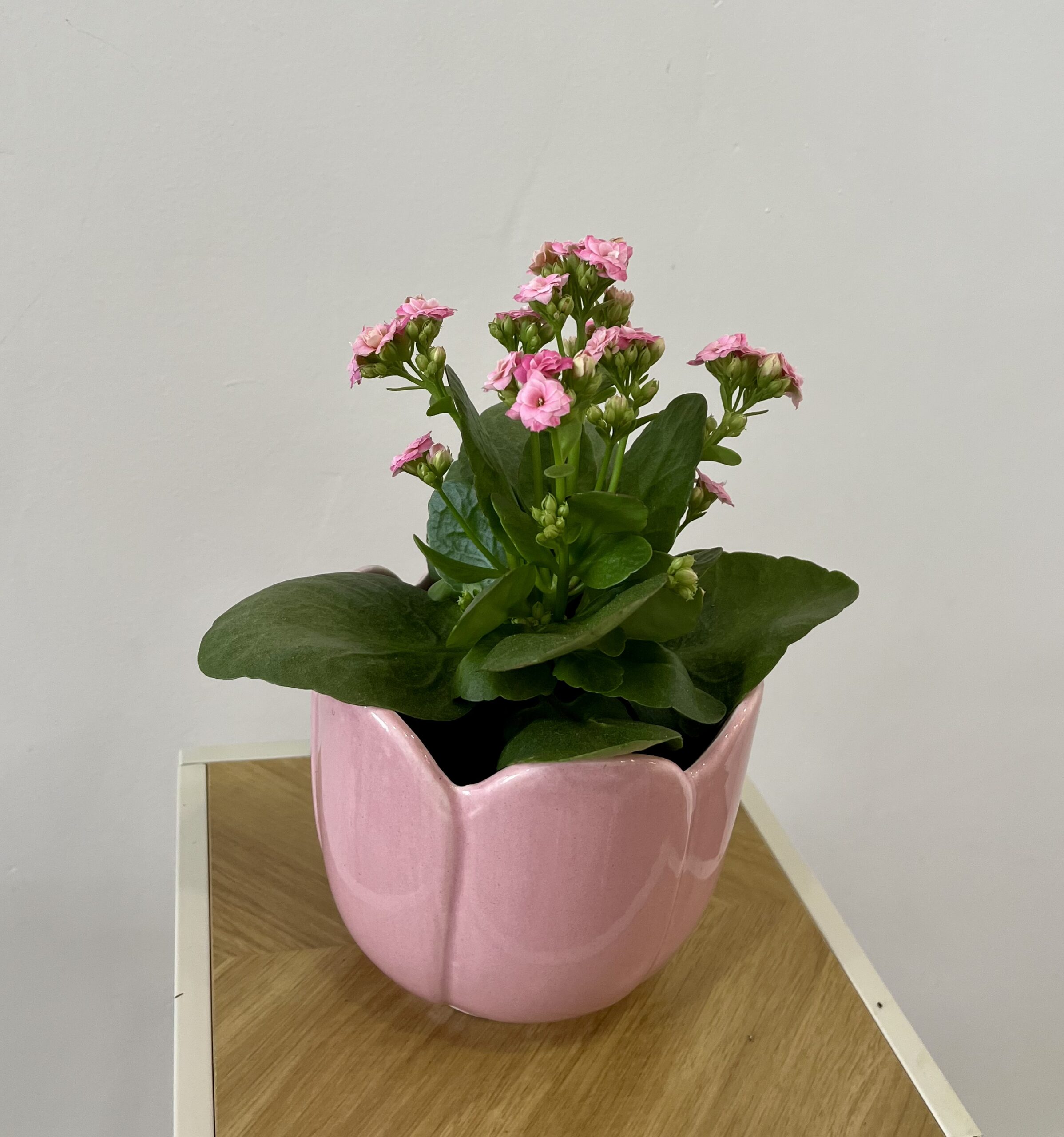 PLANTA DE KALANCHOE | Floración duradera y fácil cuidado todo el año en Torrevieja - Imagen 2