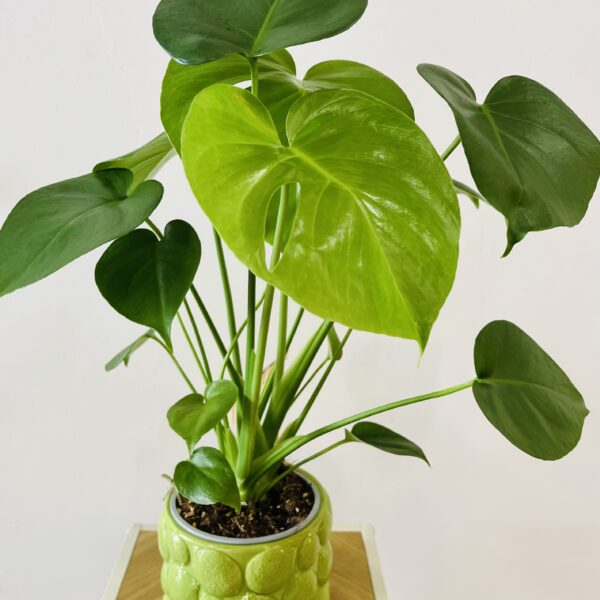PLANTA DE MONSTERA DELICIOSA MINI| Elegancia tropical para tu hogar en Torrevieja