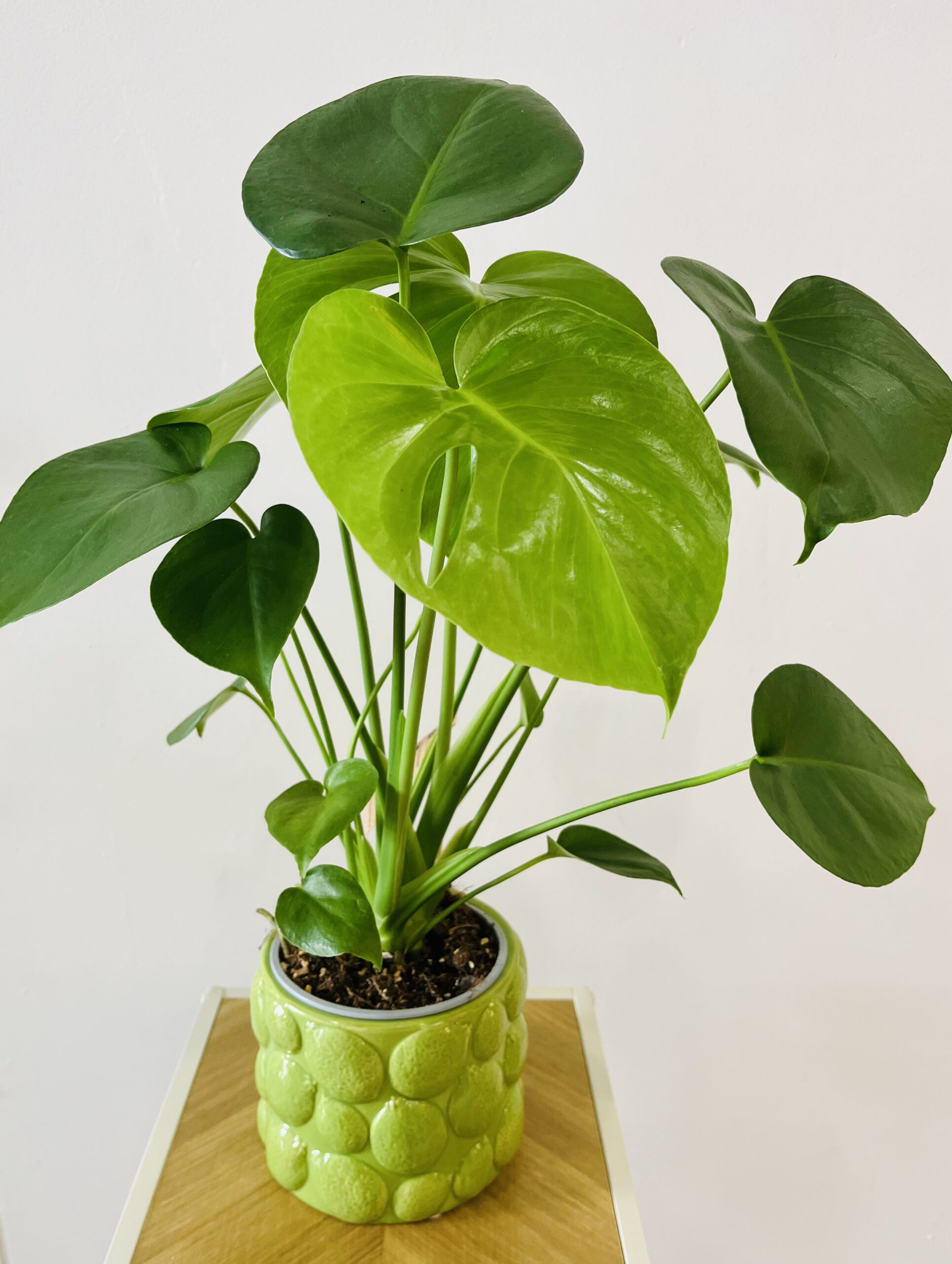 PLANTA DE MONSTERA DELICIOSA MINI| Elegancia tropical para tu hogar en Torrevieja