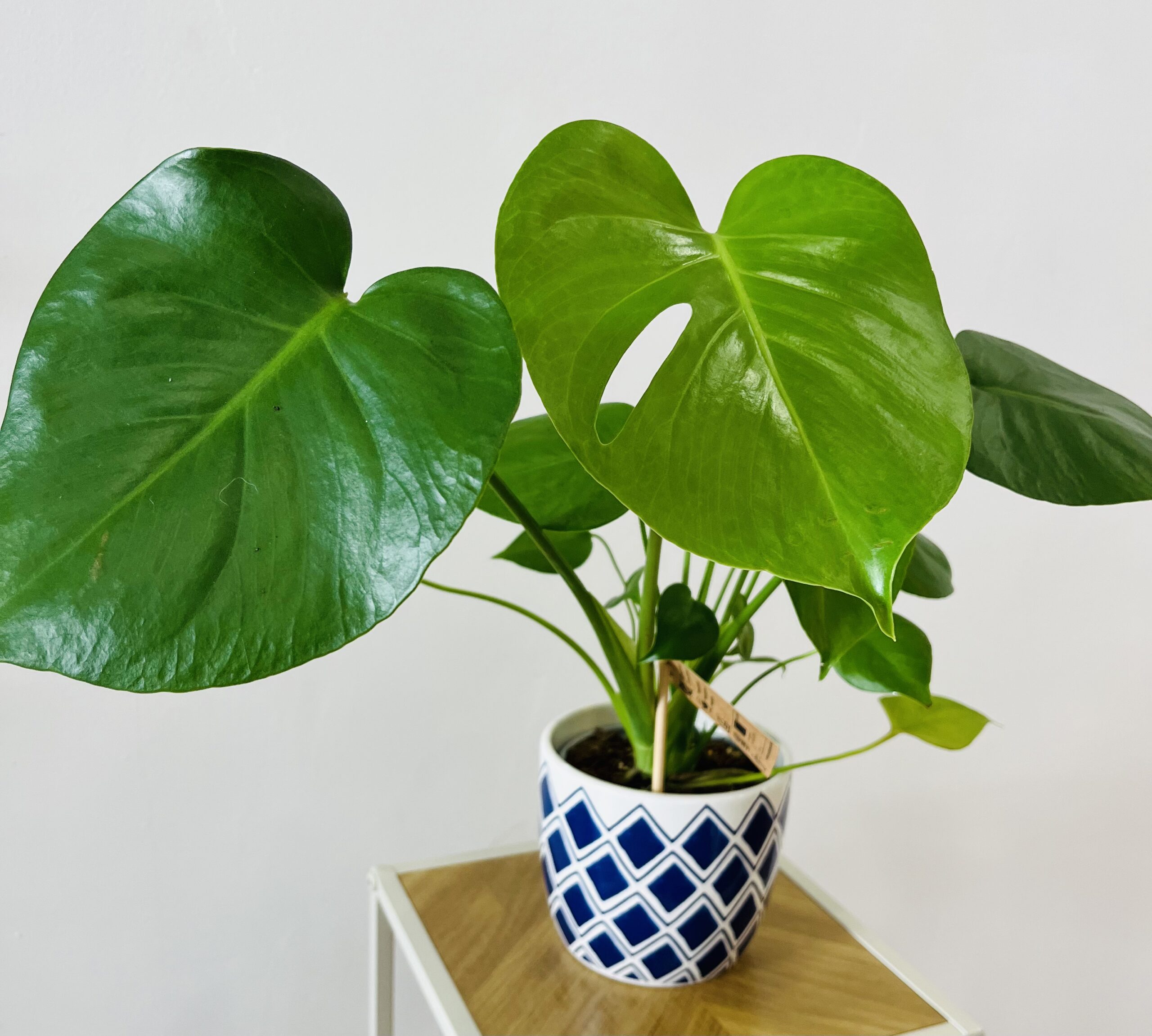 PLANTA DE MONSTERA DELICIOSA MINI| Elegancia tropical para tu hogar en Torrevieja - Imagen 2