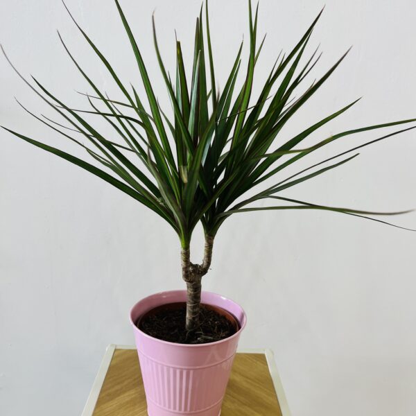 PLANTA DE DRACAENA| Una planta resisten y purificante en Torrevieja