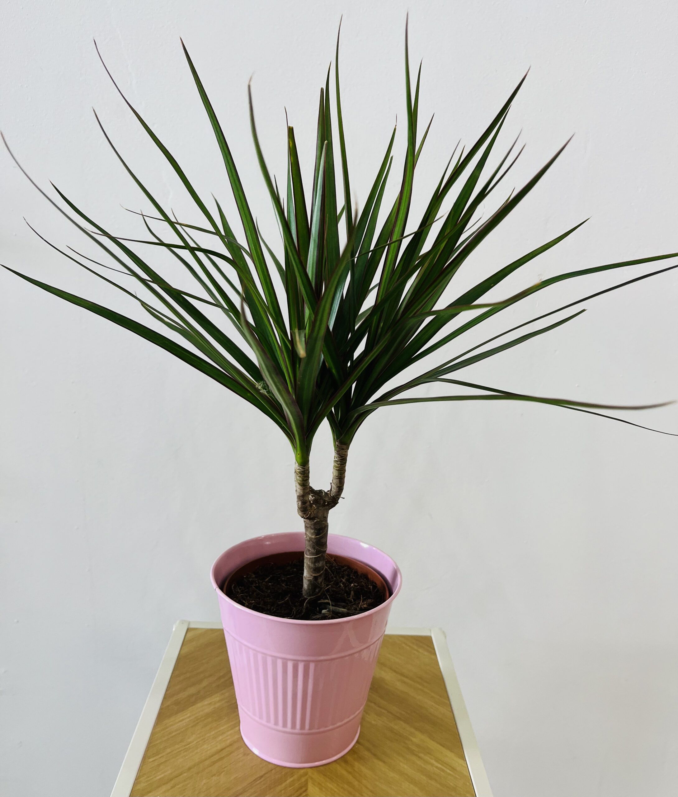 PLANTA DE DRACAENA| Una planta resisten y purificante en Torrevieja