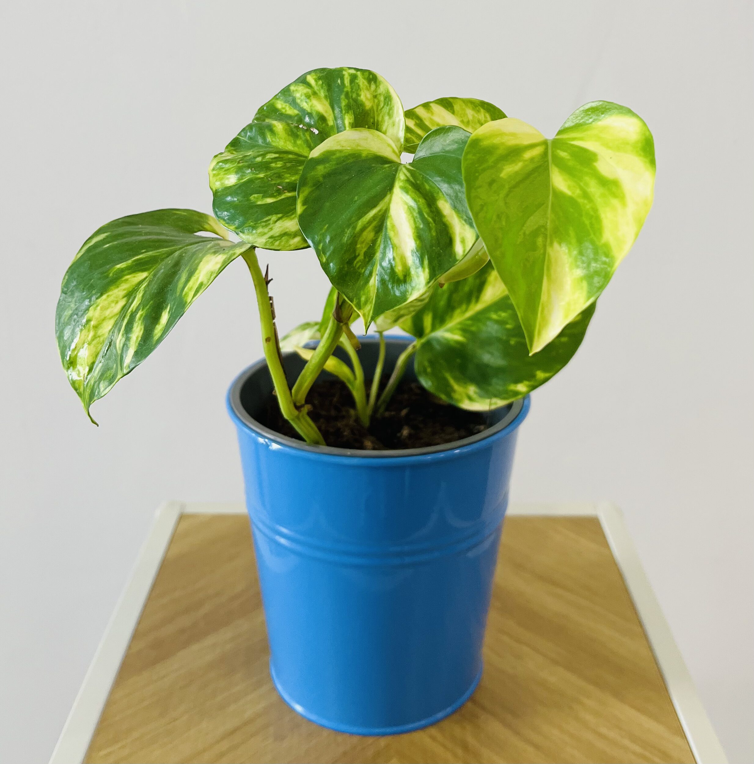 PLANTA DE POTO MINI | Verde que da vida a cualquier espacio en Torrevieja