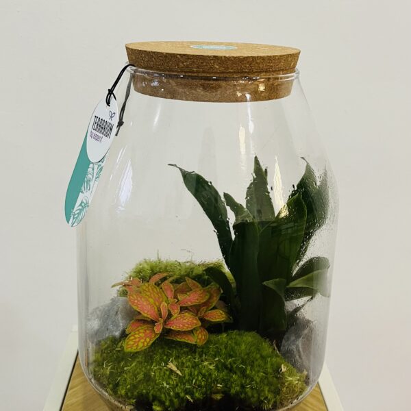Terrario 30cm Un bosque tropical eterno-Floristería Vida Torrevieja