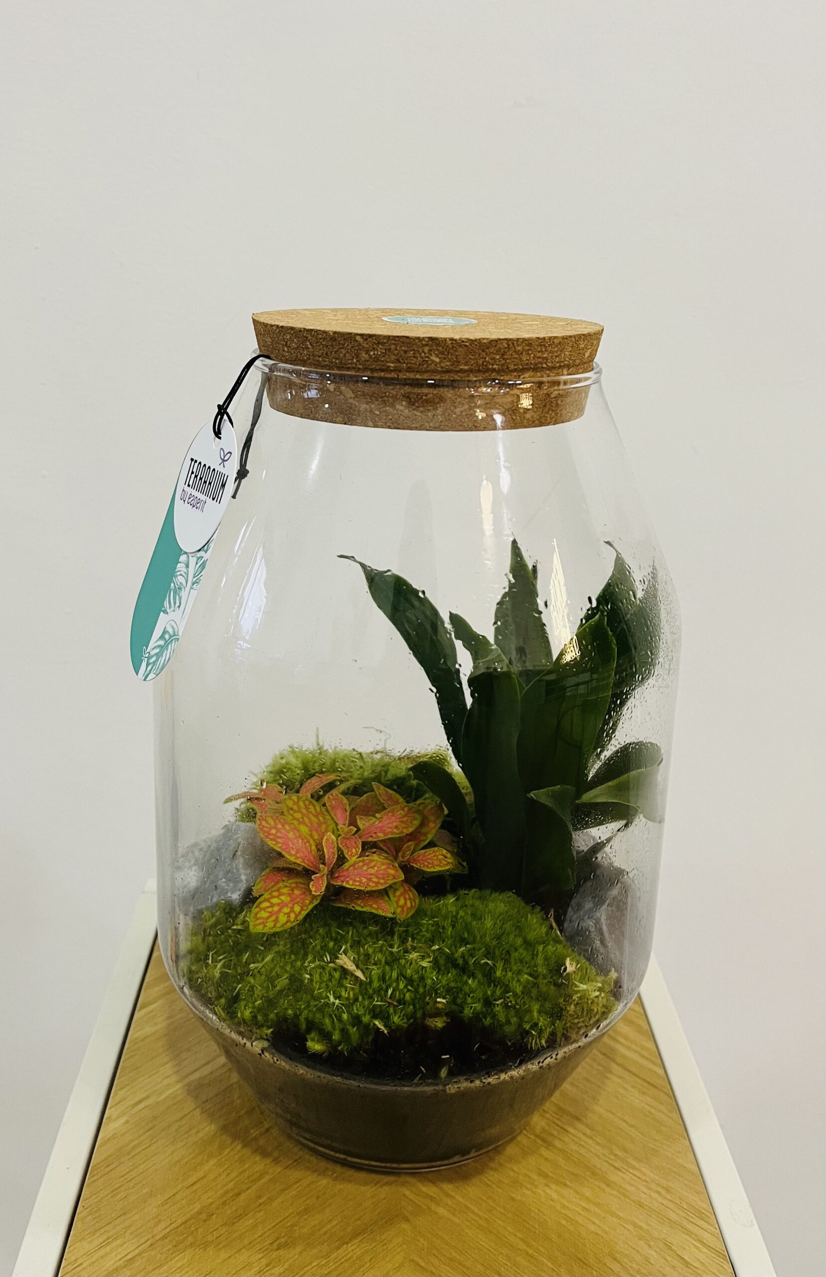 Terrario 30cm Un bosque tropical eterno-Floristería Vida Torrevieja