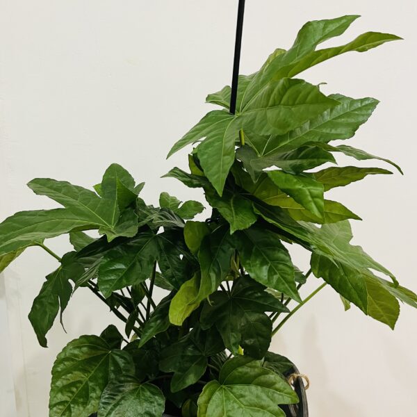 ARALIA| Volumen Verde y Estilo Sofisticado en Torrevieja