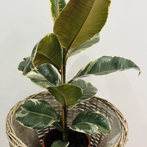 FICUS| Verde Elegante que Llena de Vida tu Espacio en Torrevieja