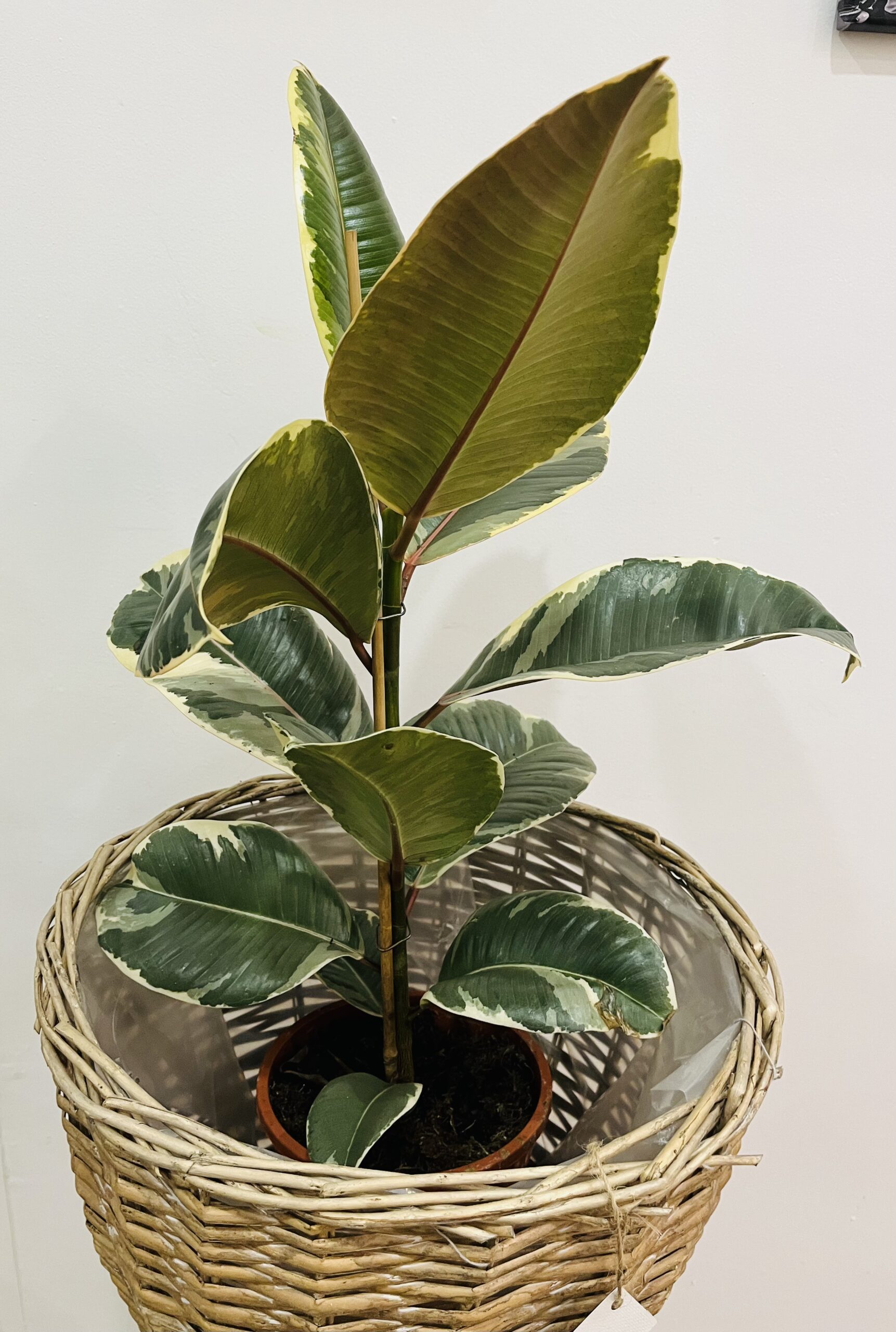 FICUS| Verde Elegante que Llena de Vida tu Espacio en Torrevieja
