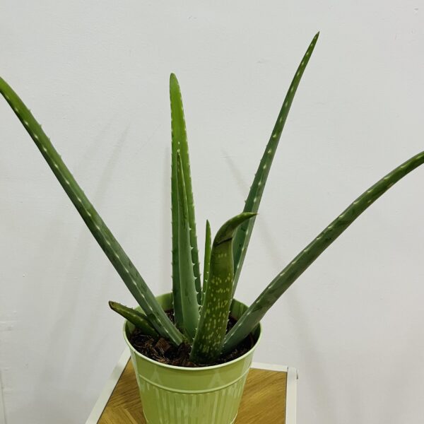 ALOE VERA | Planta Natural Fácil de Cuidar en Torrevieja