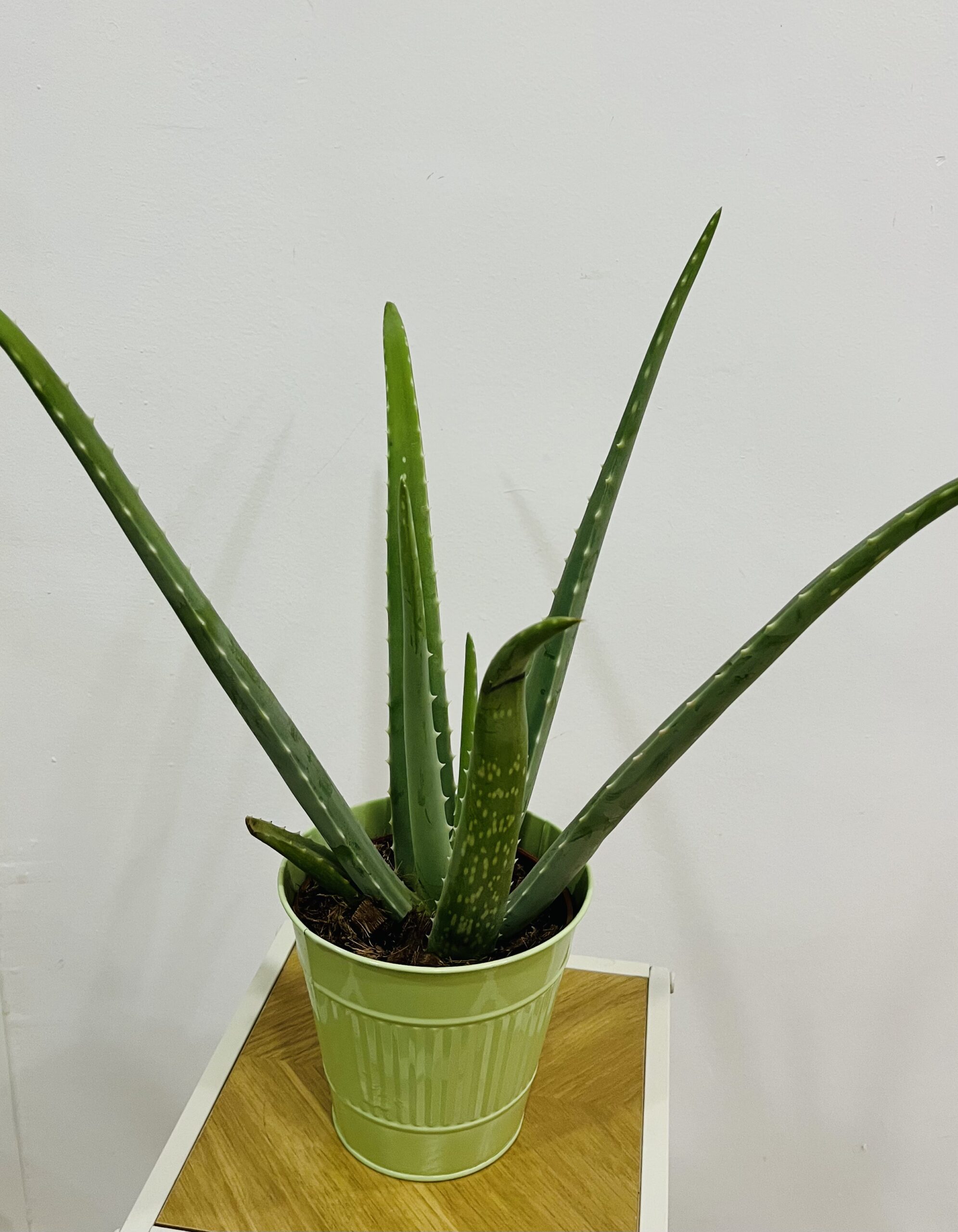 ALOE VERA | Planta Natural Fácil de Cuidar en Torrevieja