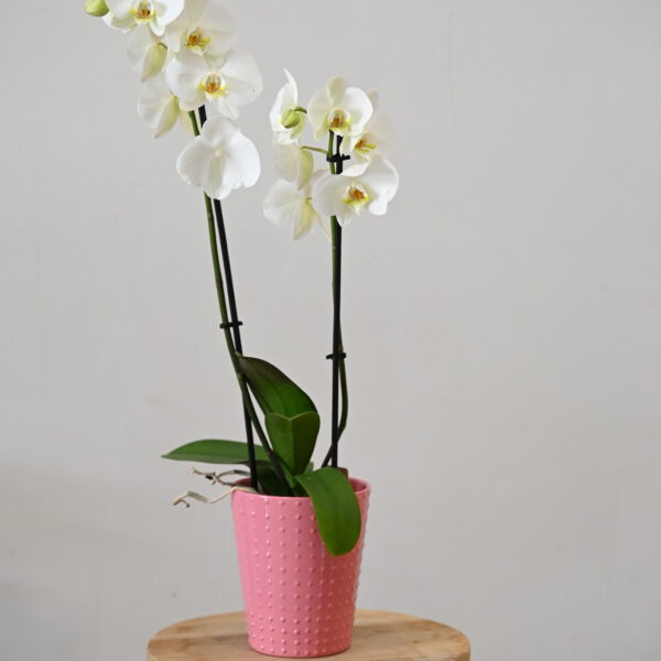 Orquídeas