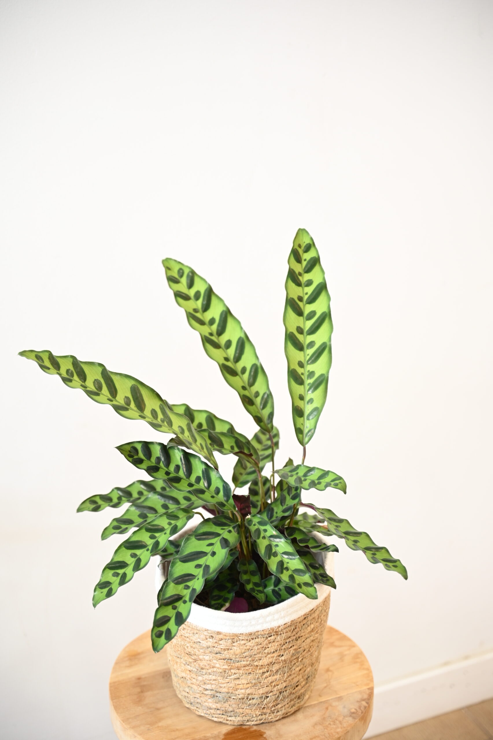 COLECCIÓN DE PLANTAS DE CALATHEAS | Diferentes especies en VIDA FLORISTERIA en Torrevieja - Imagen 3