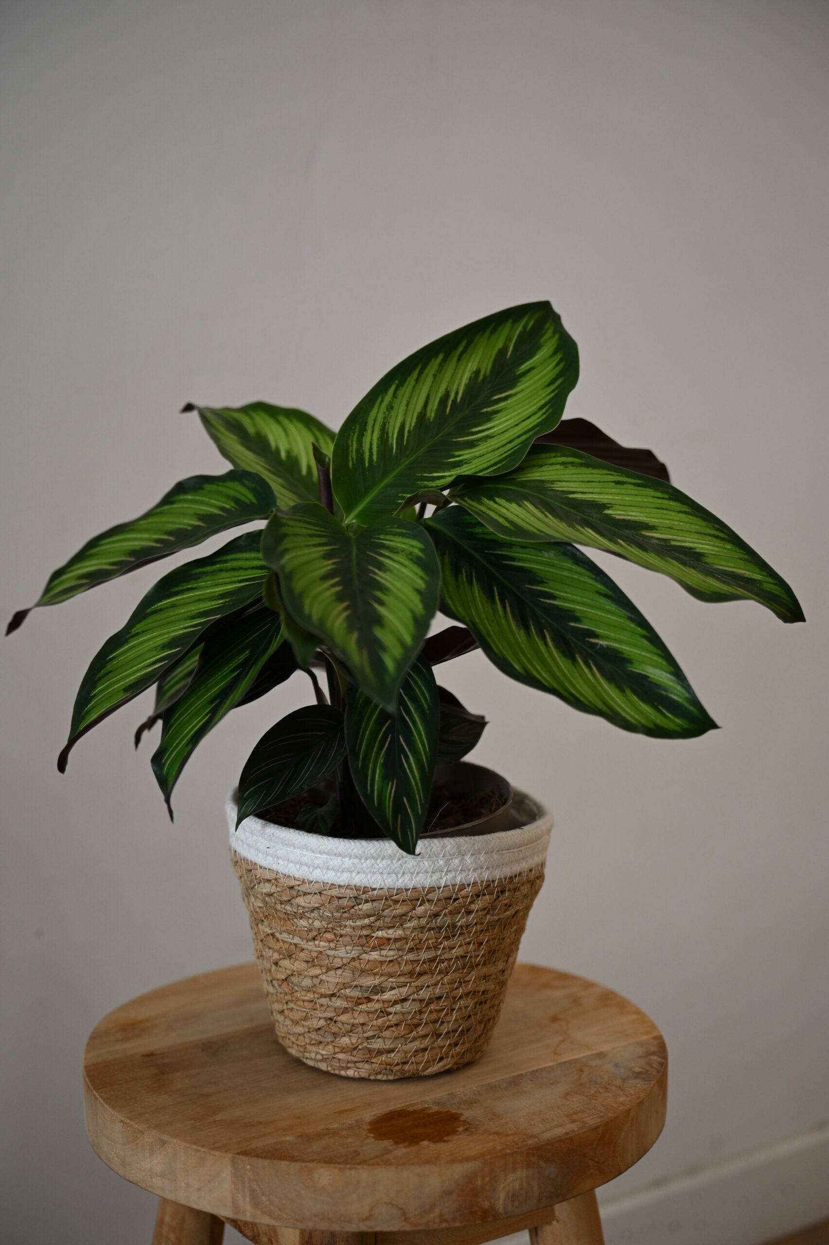 COLECCIÓN DE PLANTAS DE CALATHEAS | Diferentes especies en VIDA FLORISTERIA en Torrevieja - Imagen 2