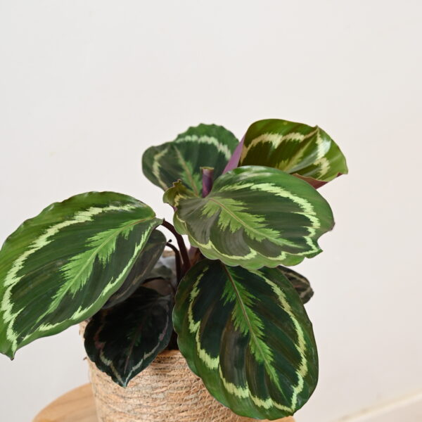 COLECCIÓN DE PLANTAS DE CALATHEAS | Diferentes especies en VIDA FLORISTERIA en Torrevieja
