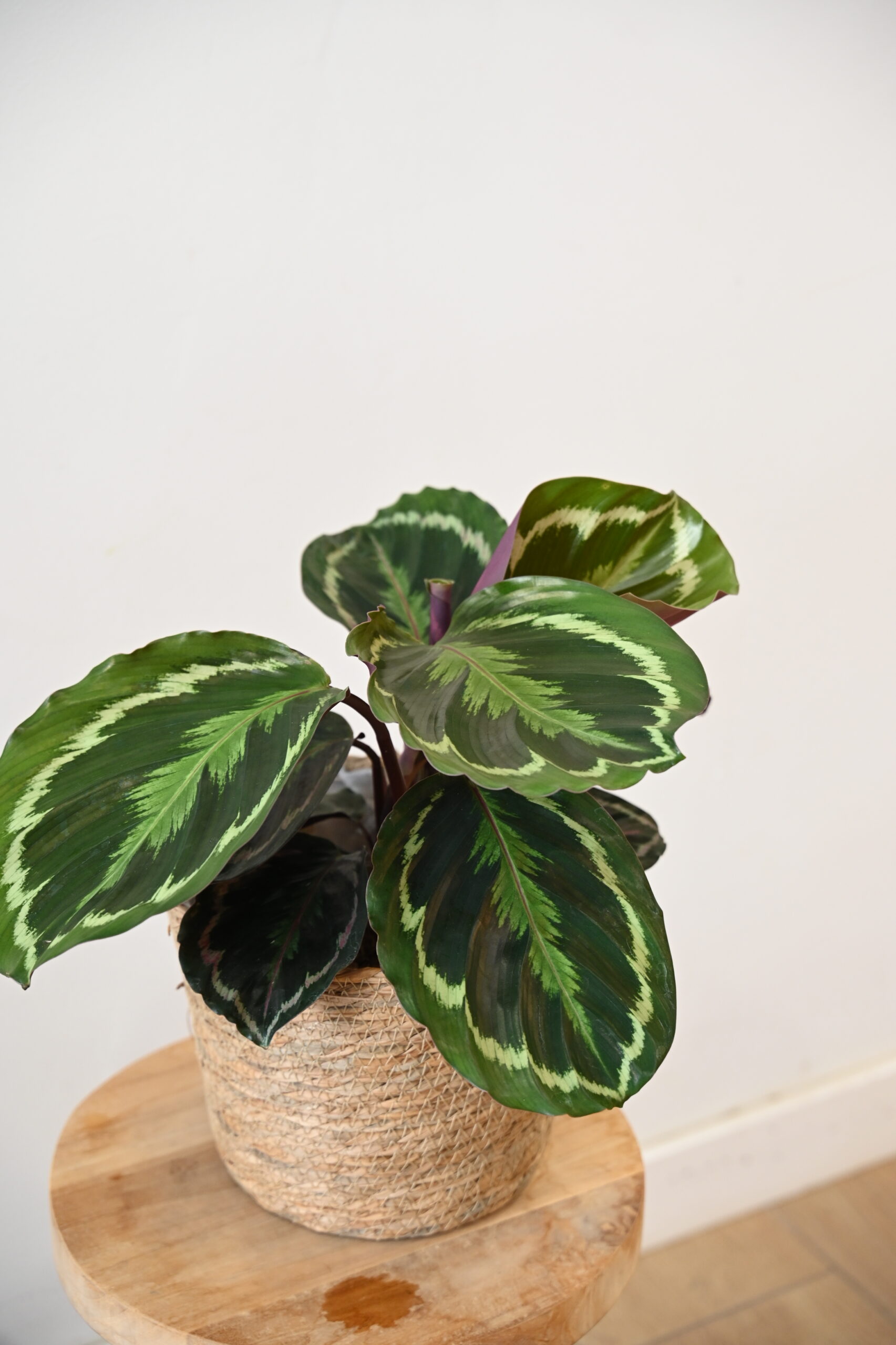 COLECCIÓN DE PLANTAS DE CALATHEAS | Diferentes especies en VIDA FLORISTERIA en Torrevieja