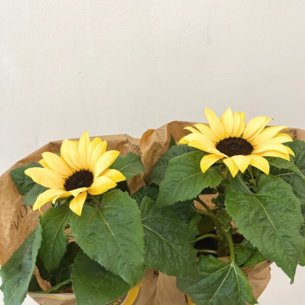 Girasol