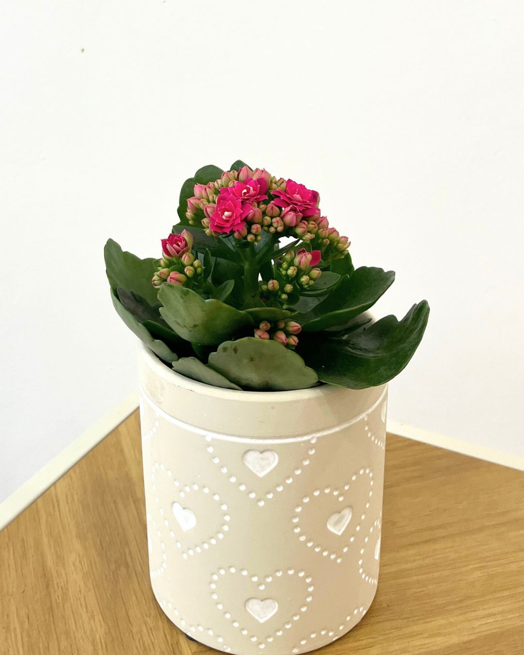 PLANTA DE KALANCHOE | Floración duradera y fácil cuidado todo el año en Torrevieja